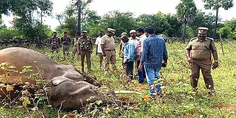 அனுமதியின்றி அமைக்கப்பட்ட மின்வேலியில் சிக்கி காட்டுயானை உயிரிழப்பு