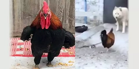 ஆட்டுக்காக நாயுடன் போராடி உயிரை விட்ட சேவல்.. ஊரே சேர்ந்து அஞ்சலி.. என்னதான் நடந்தது?