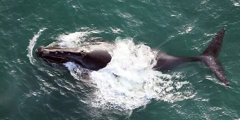 ரூ.28 கோடி மதிப்பிலான திமிங்கல வாந்தி! போலீஸிடம் நேர்மையாக ஒப்படைத்த கேரள மீனவர்கள்!