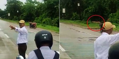 புலிக்கு 'கிரீன் சிக்னல்'; வாகனங்களுக்கு 'ரெட் சிக்னல்' - நடந்தது இதுதான்.. வைரல் வீடியோ