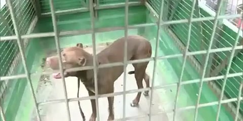 உ.பி.யில் மூதாட்டியை கடித்துக் கொன்ற பிட்புல் நாயை தத்தெடுக்க போட்டா போட்டி