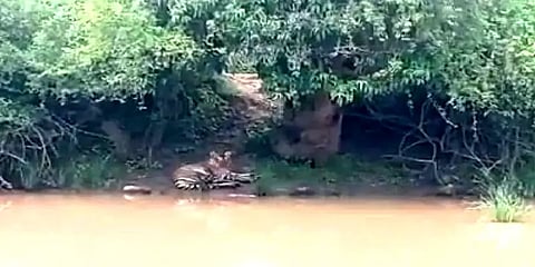 குளத்தின் அருகே ஹாயாக படுத்து இளைப்பாறிய புலி: வனத்துறை எச்சரிக்கை