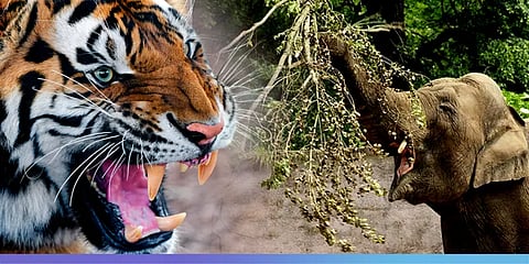 அதிர்ச்சி தகவல்: 3 ஆண்டுகளில் 1700 பேரை பலிகொண்ட மனித- விலங்கு எதிர்கொள்ளல்!