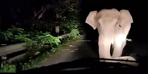 காரை துரத்திய காட்டுயானை – ஓட்டுனர் உஷாரானதால் உயிர் தப்பிய குடும்பம்!