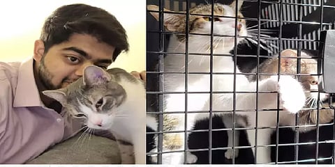 பூனைகளை தனியாக அனுப்பியதால் பரிதவித்த உரிமையாளர்: டொரன்டோ ஏர்போர்ட்டில் நடந்த நெகிழ்ச்சி!