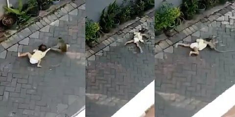 பச்சிளம் குழந்தையை தரதரவென இழுத்துச் செல்லும் குரங்கு.. பதறவைக்கும் வீடியோ!