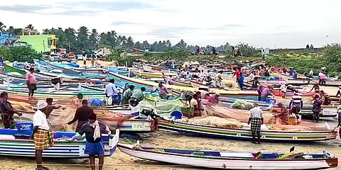 களைகட்டத் துவங்கிய நெத்திலி மீன் சீசன்- அதிக விலை கிடைப்பதால் குளச்சல் மீனவர்கள் மகிழ்ச்சி