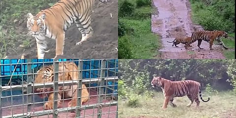 அதிகரிக்கும் மனிதன் - புலி மோதல்கள்! தடுப்பது எப்படி? சர்வதேச புலிகள் தின சிறப்பு பகிர்வு!