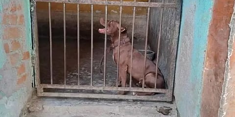 மூதாட்டியை கொன்ற 'பிட்புல்' நாய் மீண்டும் உரிமையாளரிடமே ஒப்படைப்பு