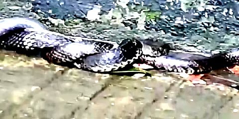 சாலையில் அச்சமின்றி சாரை பாம்பை விழுங்கிய ராஜ நாகம் - வைரல் வீடியோ