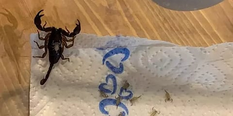 தட் மரணபீதி மொமண்ட்!.. சூட்கேஸை திறந்த பெண்ணுக்கு காத்திருந்த அதிர்ச்சி!