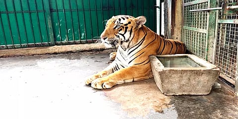 வண்டலூர் பூங்காவில் பசியின்மையால் அவதிப்படும் ஆண் புலி – காரணம் என்ன?