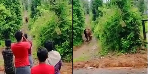 ’’என்னையா வீடியோ எடுக்கறீங்க!’’ - ஆக்ரோஷமாக துரத்திய காட்டு யானை.. தெறிச்சு ஓடிய இளைஞர்கள்