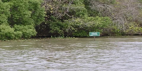 ’இதை மட்டும் செய்யுங்களேன்!’.. சுற்றுலா பயணிகளை கவரும் முத்துப்பேட்டை அலையாத்திக் காடுகள்!