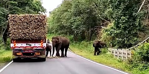 சத்தியமங்கலம்: லாரியை வழிமறித்து நின்ற யானைகள்; 1 மணி நேரம் காத்திருந்த ஆம்புலன்ஸ்