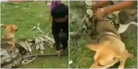 மலைப்பாம்பின் பிடியில் சிக்கிய நாயை மீட்க போராடிய சிறார்கள்: நடுங்க வைக்கும் நெகிழ்ச்சி!