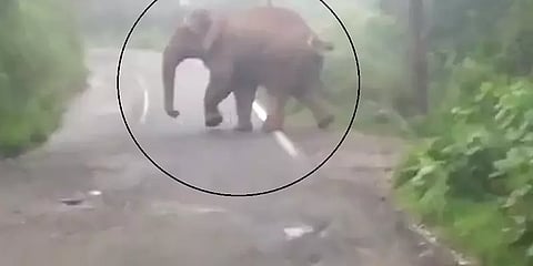 `என்னையா விரட்ட பார்க்குறீங்க...?’ வனத்துறையினரை அலறவிட்டு காட்டுக்குள் தப்பியோடிய யானை!