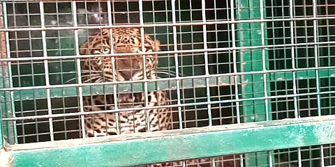 சத்தியமங்கலம்: வனத்துறை வைத்த கூண்டில் wanted ஆக வந்து சிக்கிய ஆண் சிறுத்தை