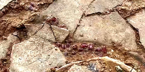 கொந்தகை அகழாய்வு பணி: முதன் முதலாக ஈமத்தாழியில் கண்டறியப்பட்ட சூதுபவள மணிகள்