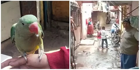 ”தொல்ல தாங்கமுடியல சார்; எதாச்சும் செய்யுங்க” பக்கத்துவீட்டு கிளியால் நொந்துப்போன முதியவர்