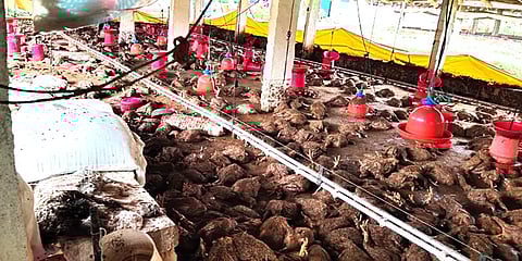 கர்நாடகா: ஒரே நேரத்தில் ஒட்டுமொத்தமாக உயிரிழந்த 45,000 கோழிகள்