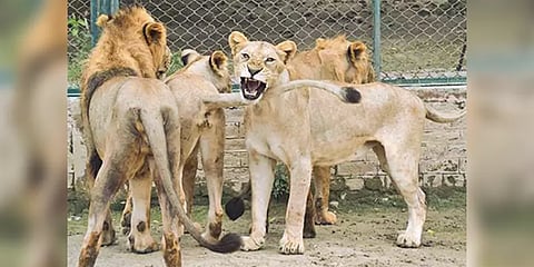 கடும் நிதிநெருக்கடி பாக்.! உயிரியல் பூங்காவில் உள்ள சிங்கம், புலிகளை ஏலம் விடும் அவலம்