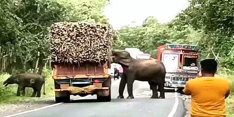 குழந்தைபோல் அடம்பிடித்து கரும்புகளை ருசித்த காட்டு யானை