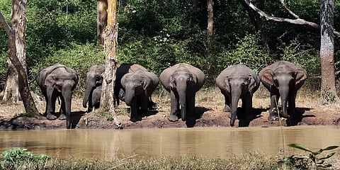 யானைகளை ஏன் பாதுகாக்க வேண்டும்? யானைகள் அழிந்தால் என்னவாகும்? - விரிவான பார்வை