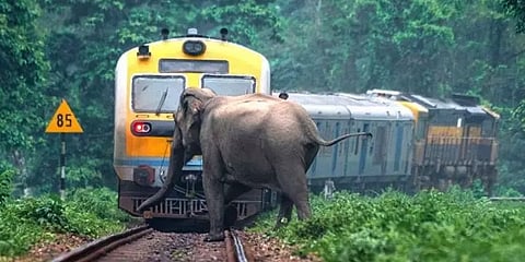 3 வருடங்களில் ரயிலில் மோதி இத்தனை யானைகள் இறப்பா?