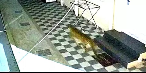 நீலகிரி: குடியிருப்பு பகுதிக்குள் உலாவரும் சிறுத்தை – அச்சத்தில் அம்பிகாபுரம் மக்கள்