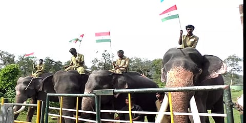 முதுமலை: வளர்ப்பு யானைகள் முகாமில் ஏற்றப்பட்ட தேசியக்கொடி – மரியாதை செலுத்திய யானைகள்