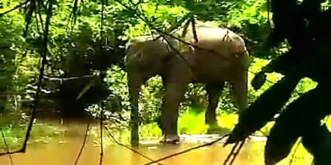 ‘உங்க எல்லை பிரச்னைய அப்புறம் வச்சுக்கோங்க; முதல்ல யானையை காப்பாத்துங்க’- மக்கள் கோரிக்கை