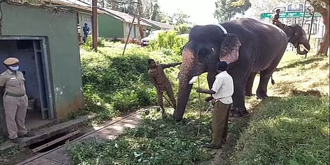 எடை மேடையில் ஏற அடம்பிடித்த சங்கர் யானை - கரும்பு கொடுத்து சமாதானப்படுத்திய பாகன்கள்