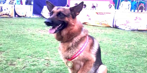 நீலகிரி: முக்கிய குற்ற வழக்குகளில் சிறப்பாக பணியாற்றிய மோப்ப நாய் பின்டோ உயிரிழப்பு