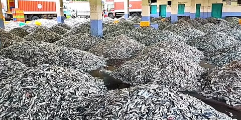 வரத்து அதிகம் விலை குறைவு – கொழி சாளை மீன்களை வாங்கிச் சென்ற கேரள வியாபாரிகள்