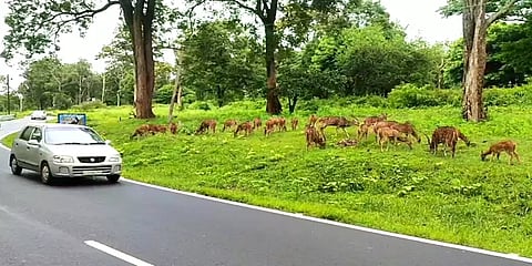 ‘அட இங்கே இத்தனை புள்ளி மான்களா?' - பார்த்து பரவசமடையும் பயணிகள்