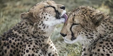 நமீபியா வழங்க முன்வந்த சிறுத்தைகளை வாங்க மறுத்த இந்தியா! என்ன காரணம்?