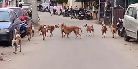 கோவை: பெரும் தொல்லையாக மாறிய நாய்கள்... 6 மாதங்களில் 4,400 பேருக்கு நாய்க்கடி சிகிச்சை