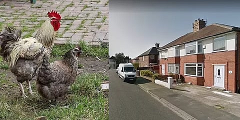 “சேவல் தொல்லை தாங்க முடியல” - கோர்ட் படியேறிய ஜெர்மன் தம்பதி.. ஏன் தெரியுமா?