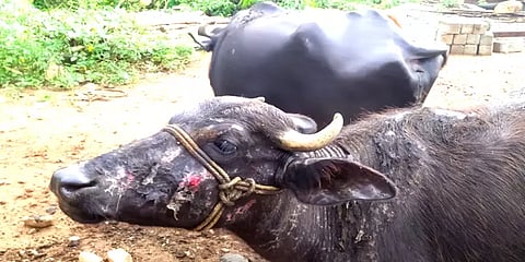 மேட்டுப்பாளையம்: மேய்ச்சலுக்குச் சென்ற மாடுகள் மீது ஆசிட் வீசிய மர்ம நபர்கள்