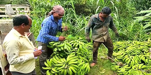 நெருங்கும் ஓணம் பண்டிகை: விலையுயர்ந்து நேந்திரன் வாழை – மகிழ்ச்சியில் விவசாயிகள்