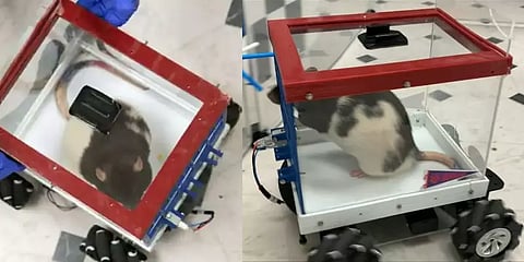 அமெரிக்கா: சிறிய ரக கார்களை ஓட்டும் எலிகள்! எதற்காக? எப்படி சாத்தியமானது?