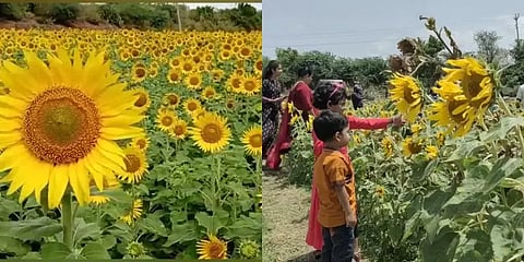 பூத்துக் குலுங்கும் சூரியகாந்தி மலர்கள்! தென்காசியில் உருவான திடீர் சுற்றுலாத்தலம்!