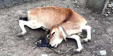 மதுரை: தாயென நினைத்து மற்றொரு மாட்டிடம் பால் குடித்த கன்றை அடித்துக் கொன்ற கொடூரம்