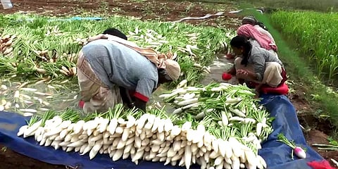 தருமபுரி: விளைச்சல் அதிகம் விலை குறைவு – வேதனையில் முள்ளங்கி விவசாயிகள்