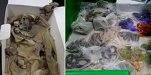 பேண்ட்டில் கடத்தப்பட்ட 60 பாம்புகள், பல்லிகள் - அமெரிக்க நபர் சிக்கியது எப்படி?