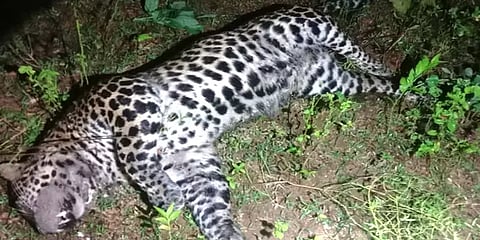 வேலூர்: விவசாய நிலத்தில் சடலமாக கிடந்த சிறுத்தை – வனத்துறையினர் விசாரணை