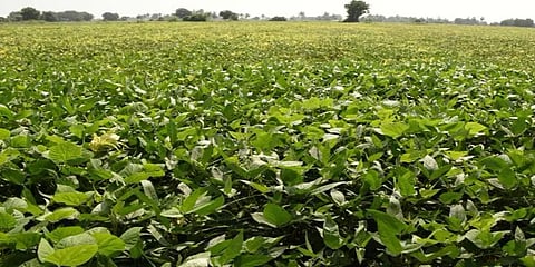 பயிர் காப்பீட்டு திட்டத்தில் ரூ.26 லட்சம் மெகா மோசடி - விவசாயிகள் பரபரப்பு புகார்