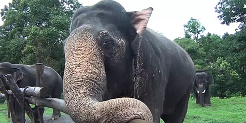 தெப்பகாடு: பணிகாலம் முடிந்து ஓய்வு பெறும் 2 கும்கி யானைகளின் நெகிழ்ச்சி வரலாறு!