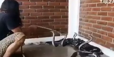 உஸ்..உஸ்ஸென சீறும் கிங் கோப்ராஸ்.. கொஞ்சமும் பயமில்லாமல் வேலை பார்க்கும் பெண்.. வீடியோ!